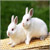 養兔論壇